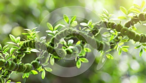 Fresh green leaves on a twisted plant stem