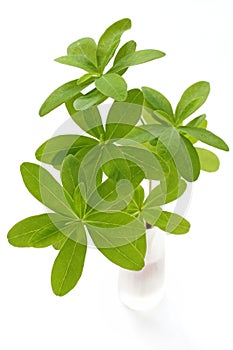 Fresh green leaves in vase