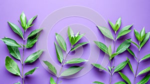 Fresh Green Leaves on Vibrant Purple Background, Floral Natural Pattern, Minimalist Botanical Design, Organic Plant Life, Nature