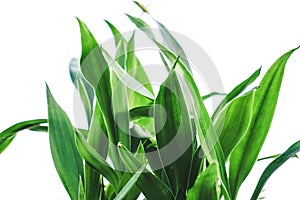 Fresh green leaves on white background