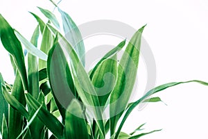 Fresh green leaves on white background