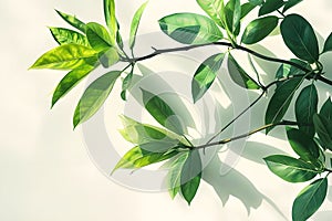 Fresh Green Leaves on White Background