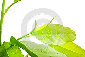 Fresh green leaves on white background, Isolated