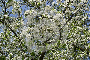 Fresh green leaves and white flowers of cherry tree