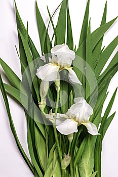 Fresh green leaves ,white iris flowers and dew drops.Beautiful natural background