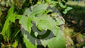 Fresh green leaves of wild grapevine with water drops after rain. Wet green leaf closeup with blurred green foliage background.