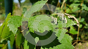 Fresh green leaves of wild grapevine with water drops after rain. Wet surface of green leaf closeup. All green natural foliage.