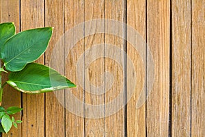 Fresh green leaves on the wooden floor background