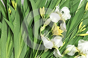Fresh green leaves , yellow lily buds,white iris flowers and dew drops.Beautiful natural background