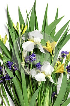 Fresh green leaves , yellow lily buds,white iris flowers and dew drops.Beautiful natural background