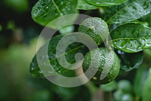 Fresh Green Lemon in Organic Farm. Native to Southeast Asia. Shot on Rainy Day