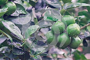 Fresh green lemon organic limes on tree