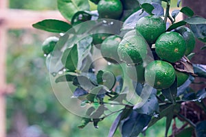 Fresh green lemon organic limes on tree