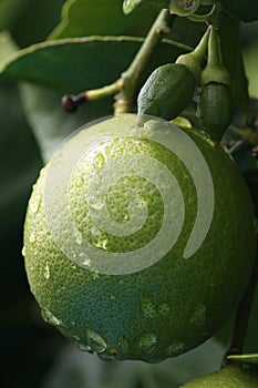 Fresh green lemon on a tree with water drops and pores