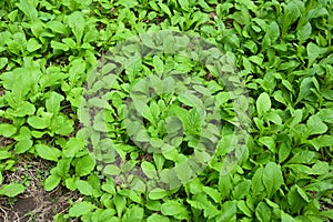 close up fresh green lettuce agriculture, healthy food