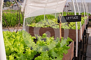 Fresh green lettuce in backyard, Organic vegetables are grown in plots, healthy food