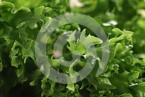 Fresh green lettuce frisee leaves