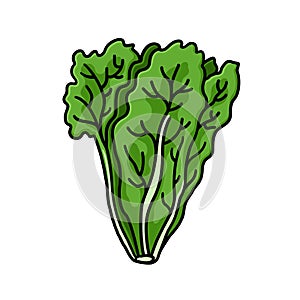 Fresh green lettuce illustration on white background