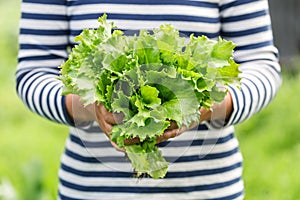 Fresh green lettuce leaf close up