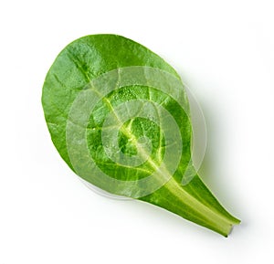 Fresh green lettuce leaf