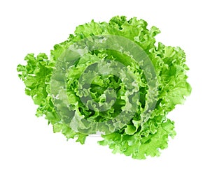 Fresh green lettuce leafs