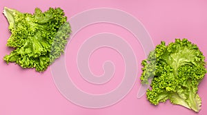 Fresh green lettuce leaves on bright pink background flat lay top view. Creative background with salad, healthy vegetarian food,