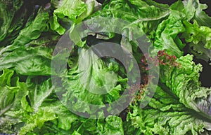 Fresh green lettuce leaves, lollo rossa, curly lettuce, dark background