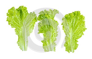 Fresh green Lettuce leaves, Salad leaf isolated on white background. with clipping path