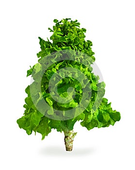 Fresh, green lettuce leaves on a white isolated background