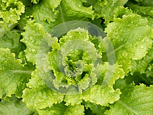 Fresh green lettuce plant