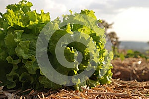 Fresh green lettuce planted in soil covered with dry straw