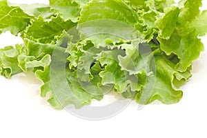 Fresh green Lettuce salad