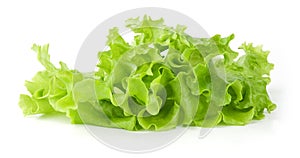 Fresh green Lettuce salad