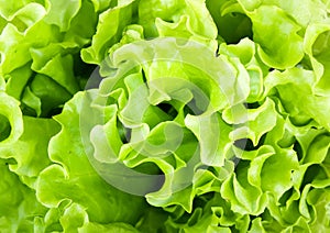 Fresh green Lettuce salad