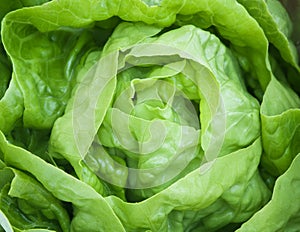 Fresh green Lettuce salad