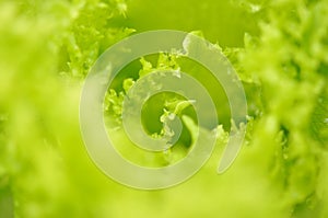 Fresh green lettuce salad