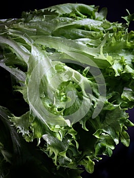 Fresh green Lettuce Salad