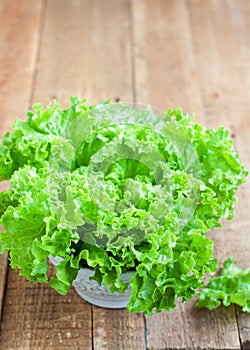 Fresh green lettuce salad