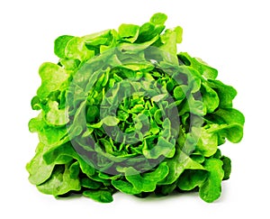 Fresh green lettuce salad