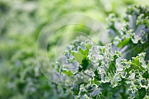 Fresh green Lettuce salad background