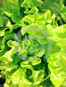 Fresh green lettuce salad background.