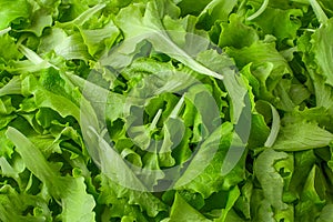 Fresh green Lettuce salad background