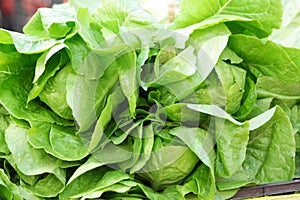Fresh green lettuce salad close up.