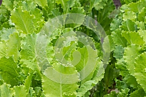 Fresh green Lettuce salad,Close Up of green lettuce leaves