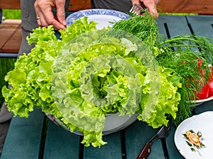 Fresh green lettuce salad and dill on rustic background