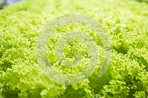 Fresh green lettuce salad garden background, fresh organic vegetable garden