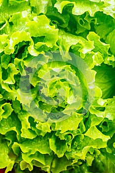Fresh Green Lettuce Salad. High quality photo.
