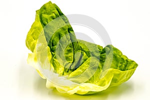 Fresh green lettuce salad leaf