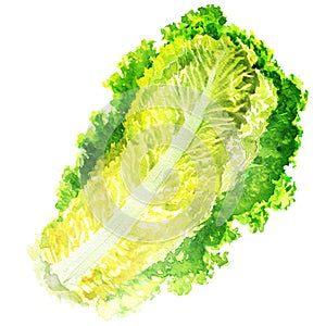 Fresh green lettuce salad leaf isolated, close-up, hand drawn watercolor illustration on white