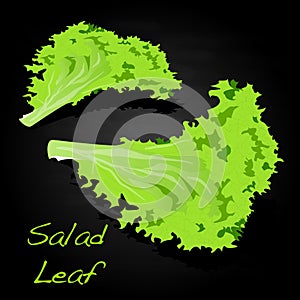 Fresh green lettuce salad leaves